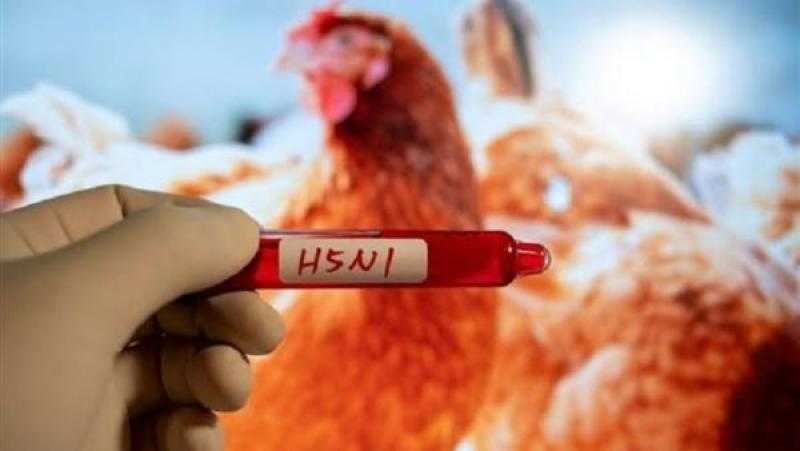 علماء: موجة الحر تزيد من انتشار إنفلونزا الطيور