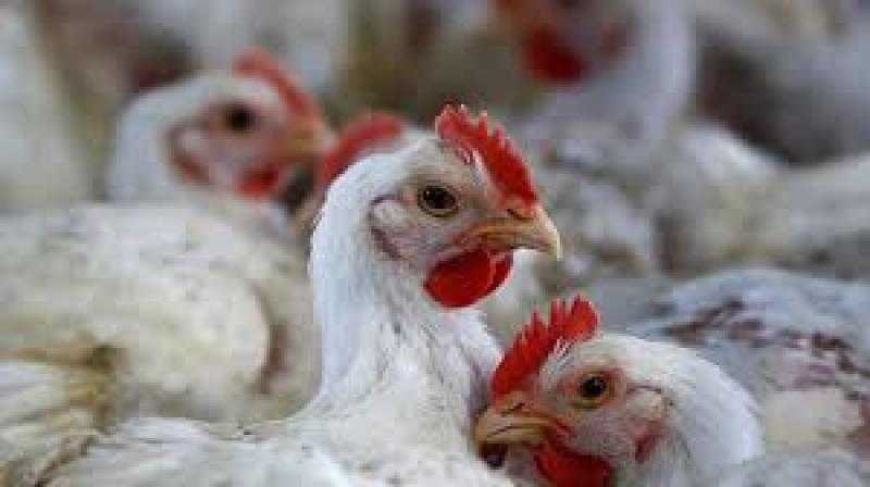 علماء أمريكيون: إعدام الدجاج يثير القلق مع انتشار إنفلونزا الطيور بين الماشية